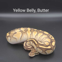 Yellowbelly, Butter 