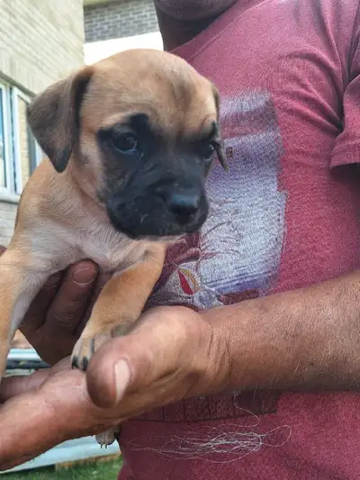 Old english bulldog/dashound puppies. Born July 18. Ready after Sept 5. Not vaccinated.has first dew...