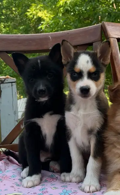 pomsky puppies, View more