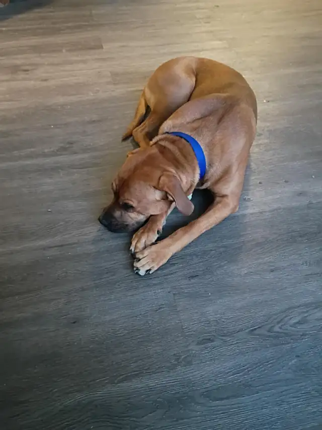 Cane corso m/bully mix507649145030594561