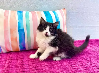 Kid-Friendly Maine Coon Kitten, View more