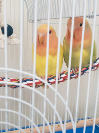 Beautiful love birds male and female 2 years old very friendly 