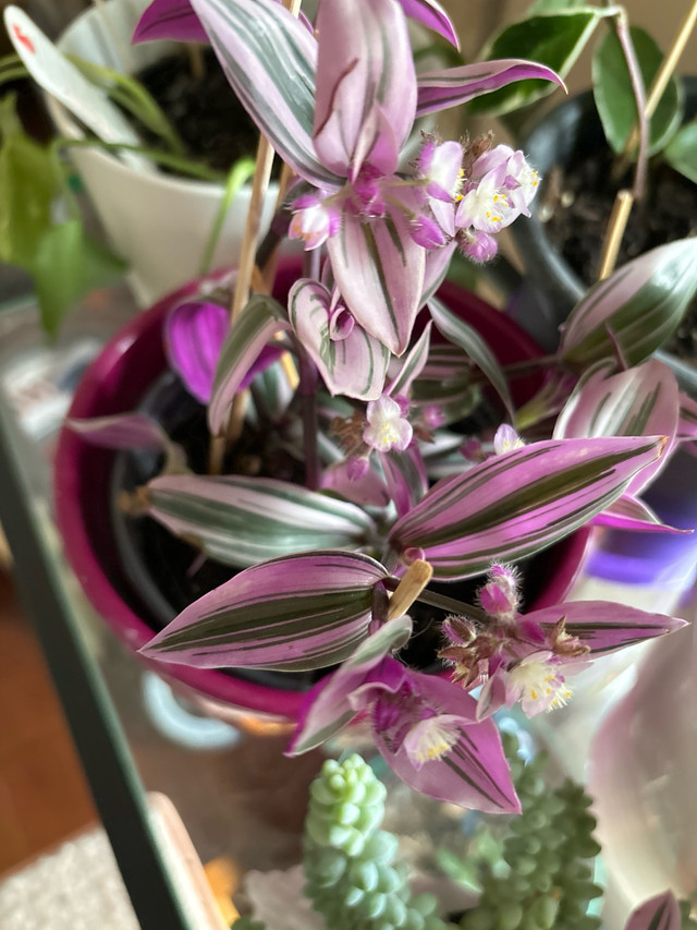 Gorgeous Tradescantia Nanouk   in Plants, Fertilizer & Soil in Calgary