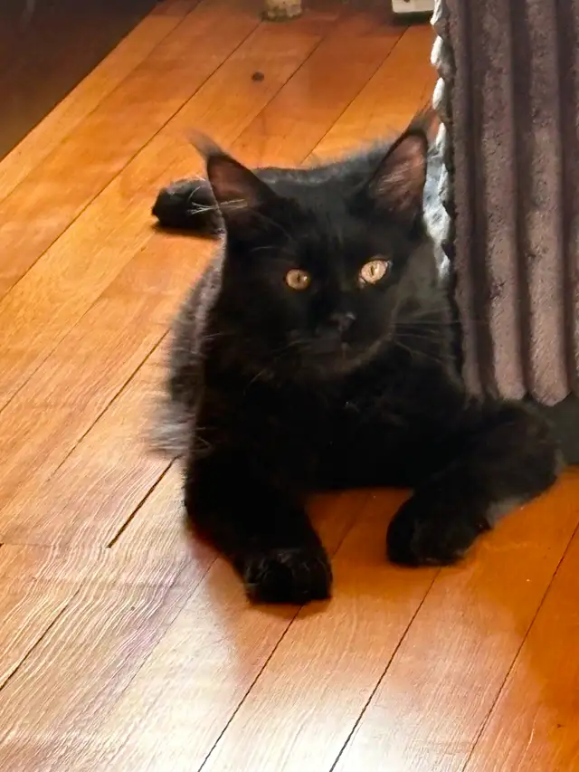 MAINE COONS in Cats & Kittens for Rehoming in New Glasgow - Image 8