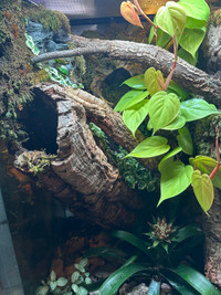 Exoterra tank + crested gecko