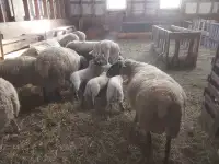 Spring lamb orders