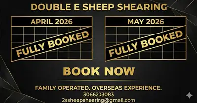 Sheep Shearing , View more