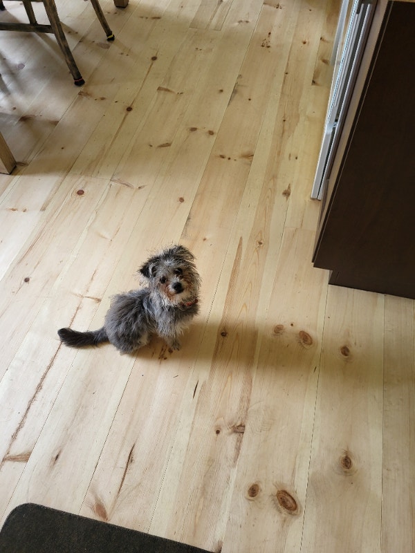 Chipoo à vendre Chiens et chiots à adopter Laurentides Kijiji