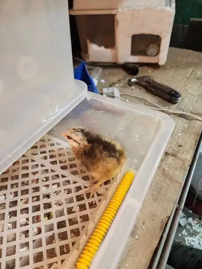 brahma/bantam cochin chicks, View more