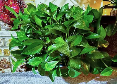 POTHOS / PHILODENDRON & ARROWHEAD HEALTHY CUTTINGS (EASY CARE!), View more