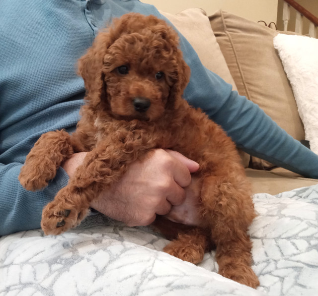 Super cute red toy poodle puppies in Dogs & Puppies for Rehoming in City of Toronto - Image 3
