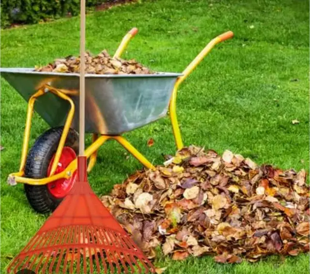 Leaf raking / Yard Cleaning442863330379714561