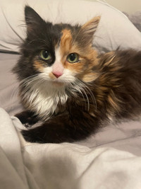 Calico Maine Coon Mix- chestnut