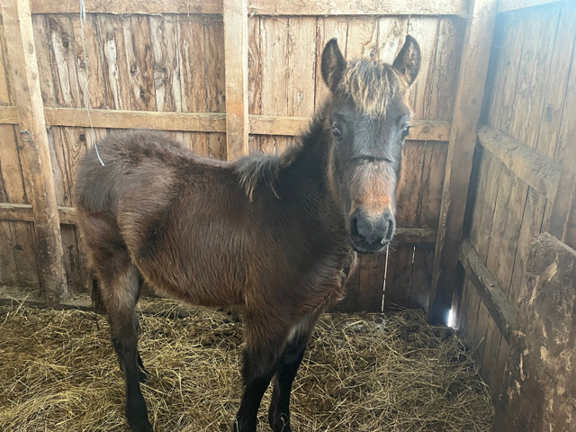 Half Canadian stud colt. 1/4 Connemara.1/4 Thoroughbred. in Horses & Ponies for Rehoming in Annapolis Valley - Image 2
