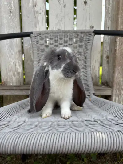 English lop bunny rabbits , View more