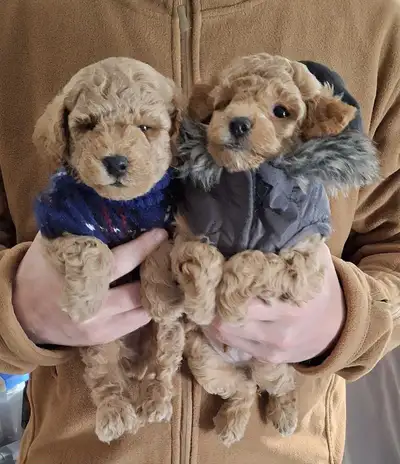 BEAUTIFUL APRICOT Toy Miniature POODLE Puppies ALL SOLD PEND PU, View more