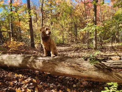 I'm a retired gentleman with a love for dogs. Thought I'd take up helping with people's buddies whil...