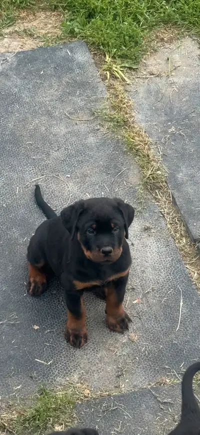 Chiots Rottweiler de qualité , vaccin et vermifuge, carnet de santé . Disponible la! Ils on 8 semain...