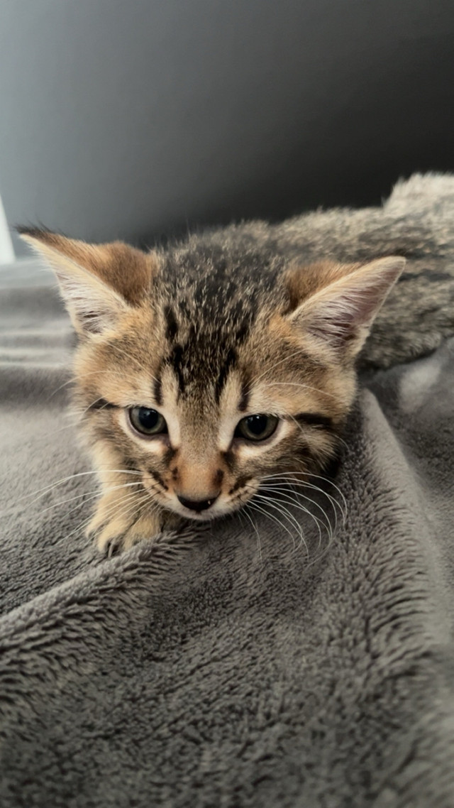 Chaton bengal dans Chats et chatons à adopter  à Ville de Montréal - Image 4