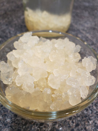 Water Kefir Grains