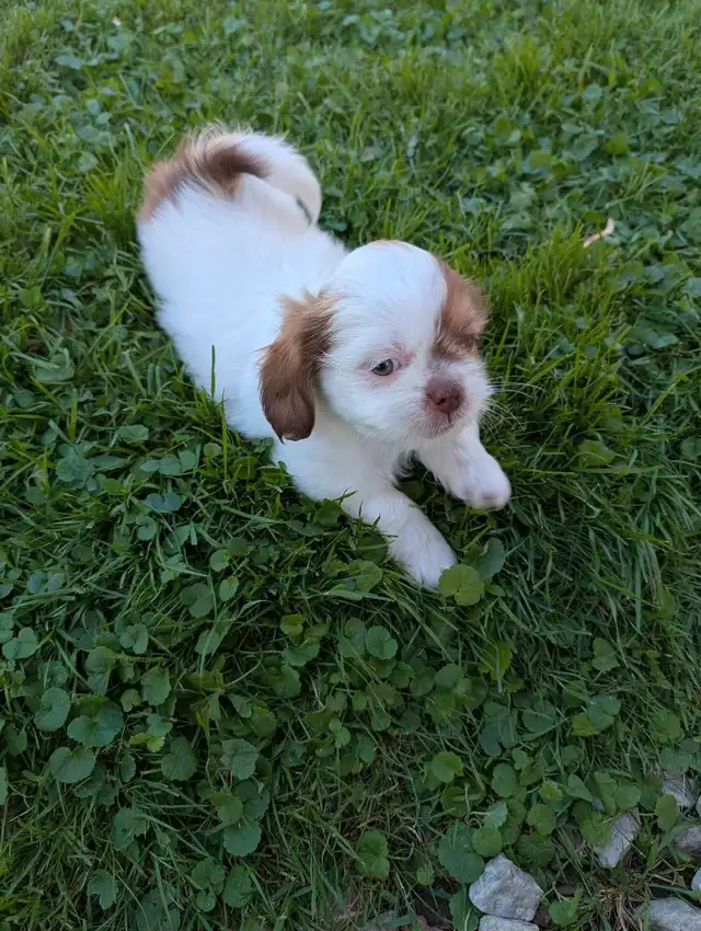 Beautiful Shih Tzu Puppies SOLD in Dogs & Puppies for Rehoming in Kitchener / Waterloo - Image 4