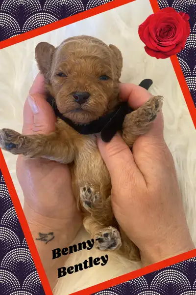 Tiny Toy Poodle Boys, View more
