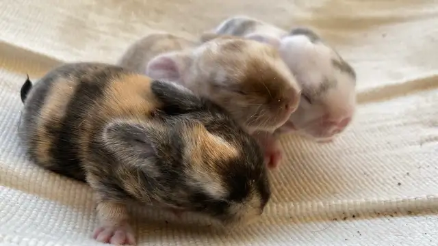 Holland lop baby bunnies✨ in Small Animals for Rehoming in Delta/Surrey/Langley - Image 11