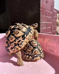 Wanting and willing to adopt tortoises, all species.  