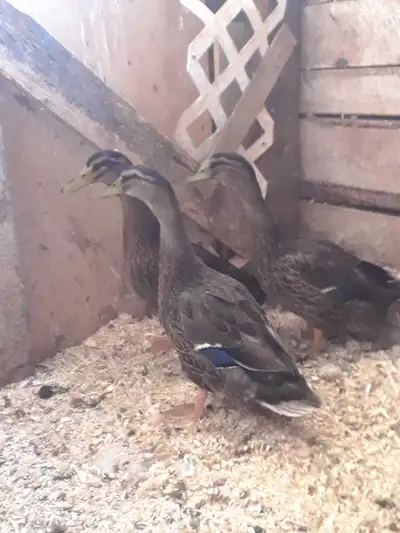 Canards à vendre, View more