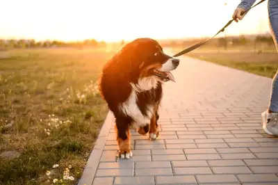 dog walker Chomedey, Ste Dorothe, View more