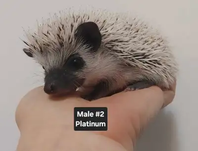 Beautiful and friendly baby Hedgehogs available soon! $199.99 ea Males, taking reservations now! Pet...
