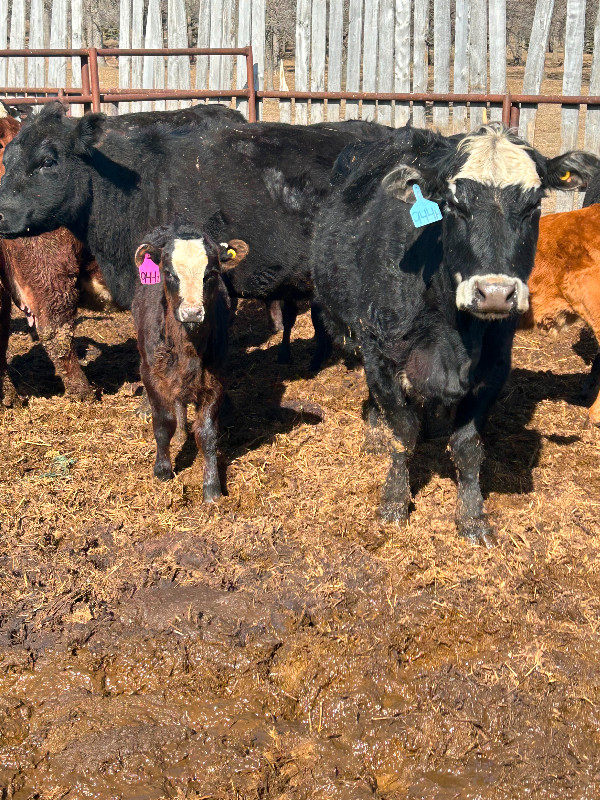 Cow calf pairs for sale in Livestock in Portage la Prairie