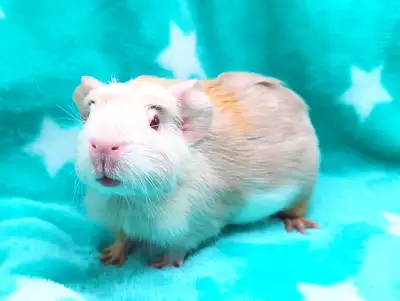 Nous avons un magnifique mâle cochon d'inde couronné lilas et tan qui est une couleur rare en adopti...