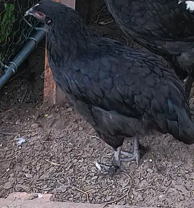 ***Purebred Black Copper Maran Pullets***, View more