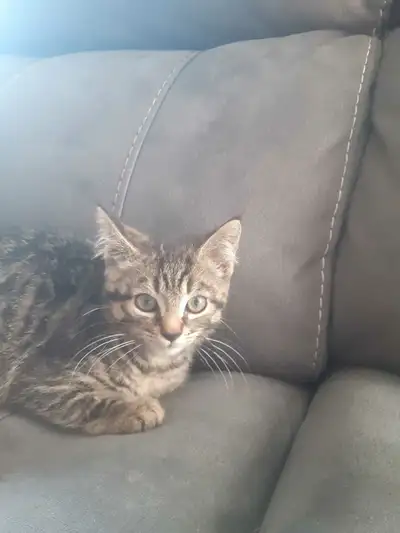 17 weeks kitten, View more
