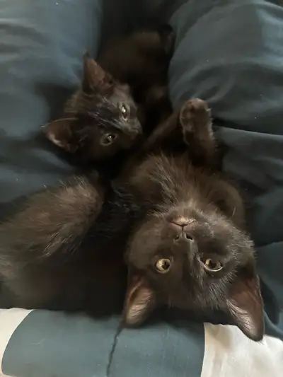 Kittens - both male, View more