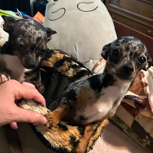 Chihuahua Merle (female) in Dogs & Puppies for Rehoming in Owen Sound - Image 2