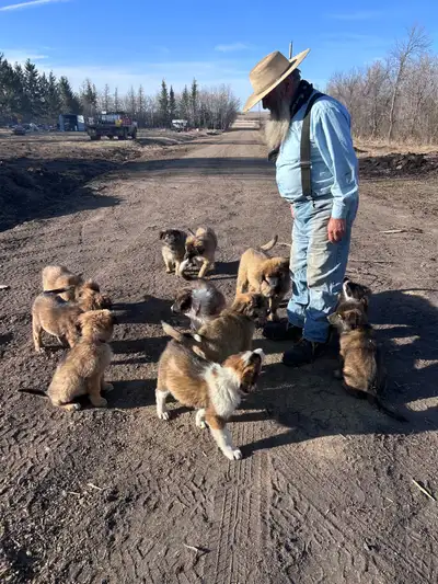 Puppies have had their shots a week ago and are ready to go