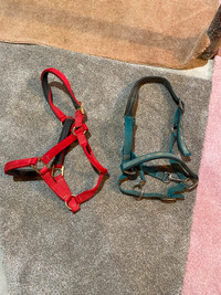 Horse halters and Shipping boots for sale