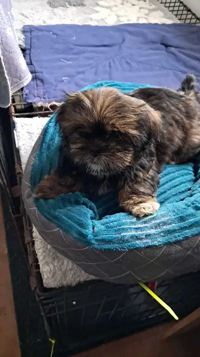 3 Shiht zu Pups 12 weeks old, View more