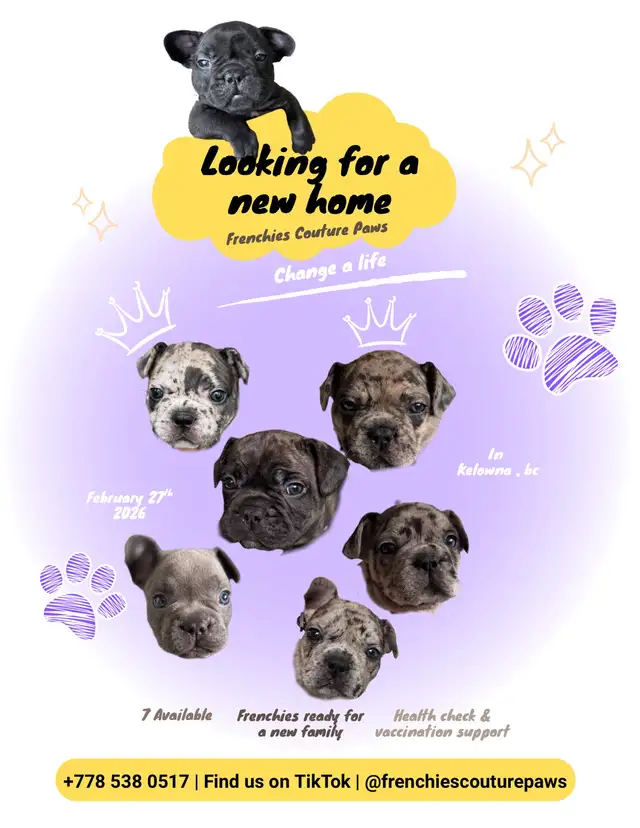 French Bulldog Puppies | Ready Soon | Pre-Booking in Dogs & Puppies for Rehoming in Kelowna - Image 3