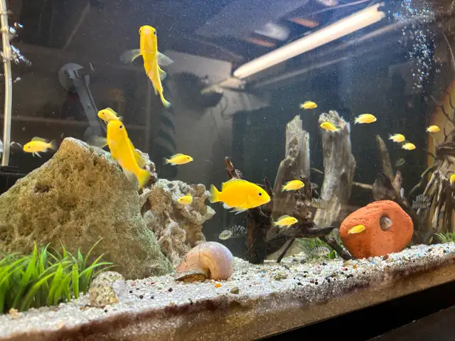 CICHLIDS FISH FOR SALE Aquarium Rocks - Pickering  in Fish for Rehoming in City of Toronto - Image 8
