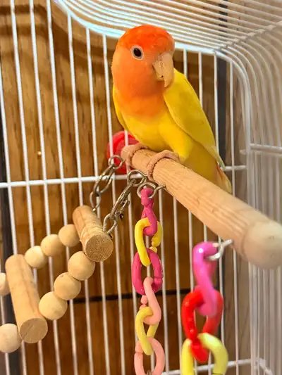 looking for yellow male lovebird, View more