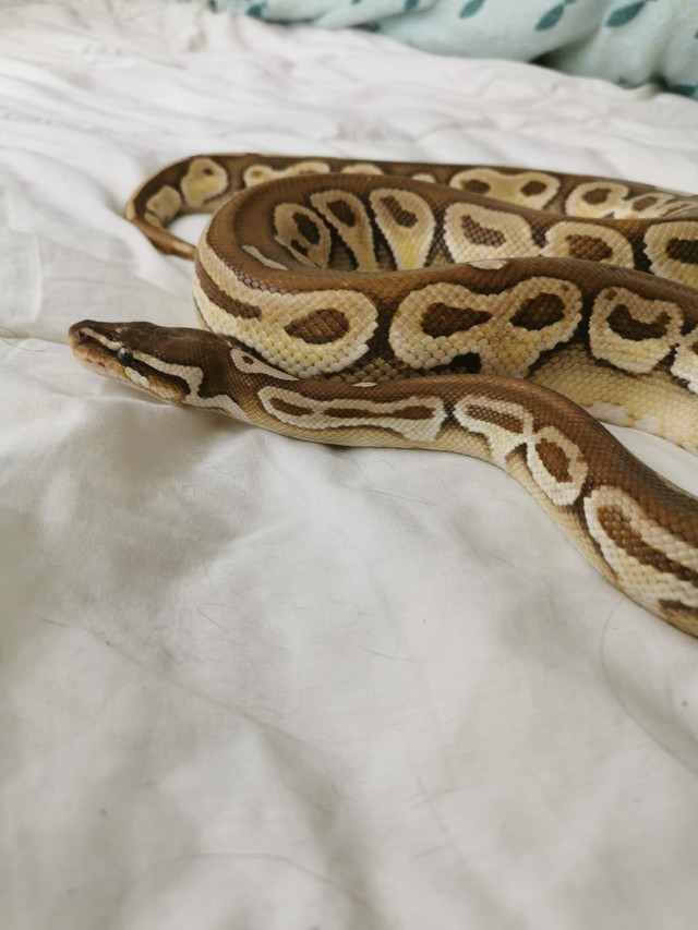 Male ball python HRA butter in Reptiles & Amphibians for Rehoming in City of Montréal - Image 4