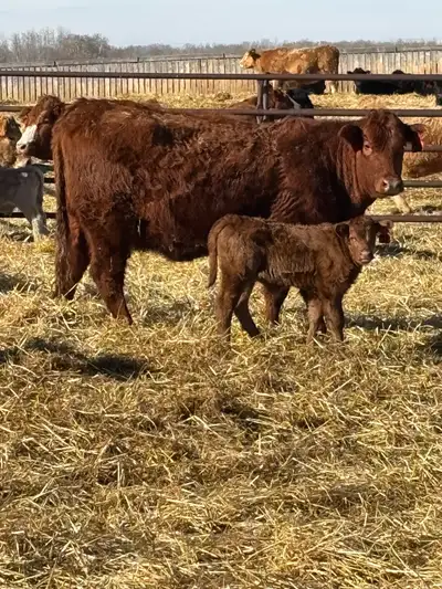 cow/calf pairs , View more