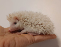 Lucky, Reverse Pinto baby boy hedgehog