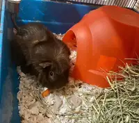 Guinea Pig rehoming 
