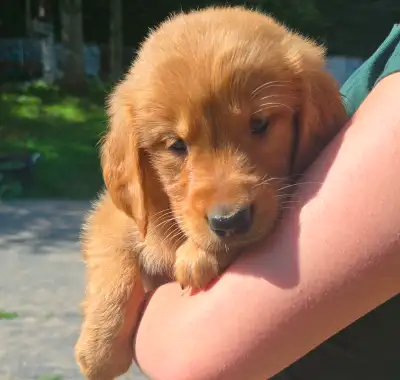 Beautiful Golden Retriever puppies!! Ready for their families, View more