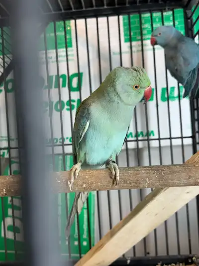 Indian ringneck male, View more