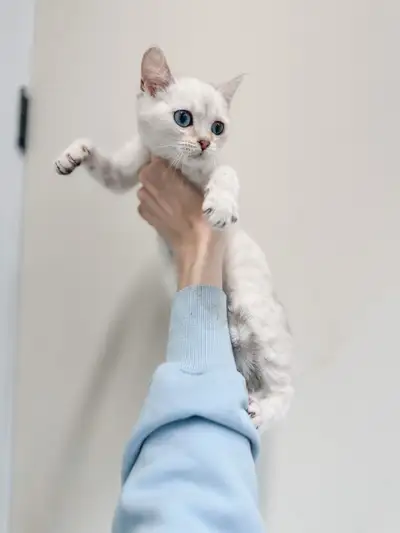 Scottish x British Kitten , View more
